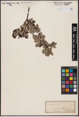 Foto von Salix aurita L.